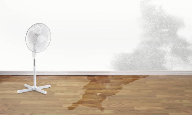Best Water damage contractors near me  in Richland, MS